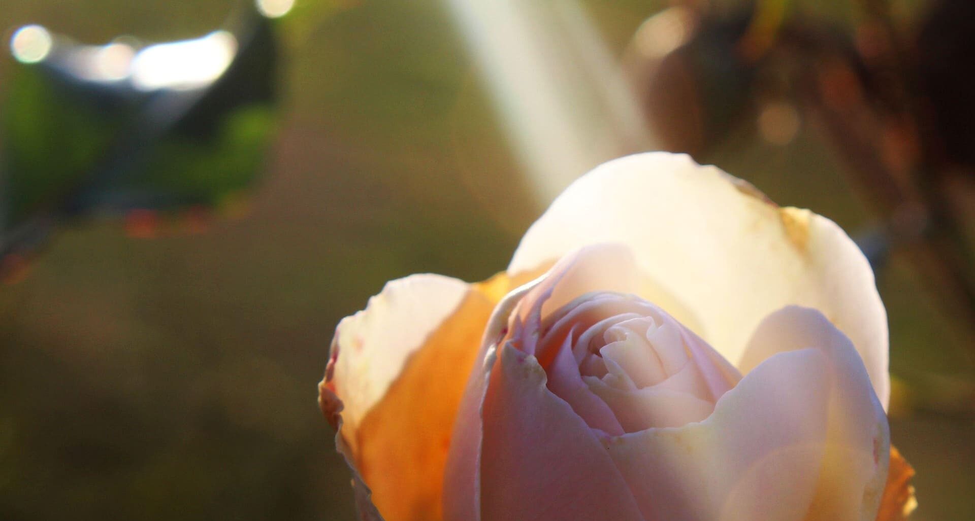 4 Wenn der Dirigent dich nicht anerkennt